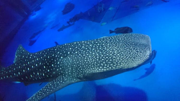 ヴォクシーのドライブ・洗車したい・のとじま水族館・ヴォクシー70に関するカスタム事例の投稿画像6枚目