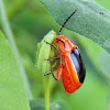 Black and Red Flea Beetle