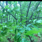 American Chestnut