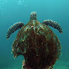 Hawksbill sea turtle