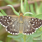 Skipper Butterfly