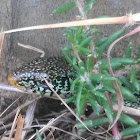 Eastern glass lizard