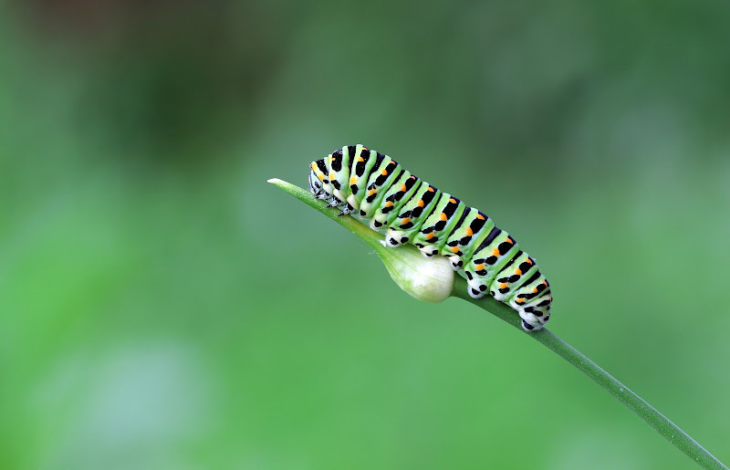 Papilio Machaon di utente cancellato