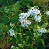 White Snakeroot