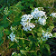 White Snakeroot