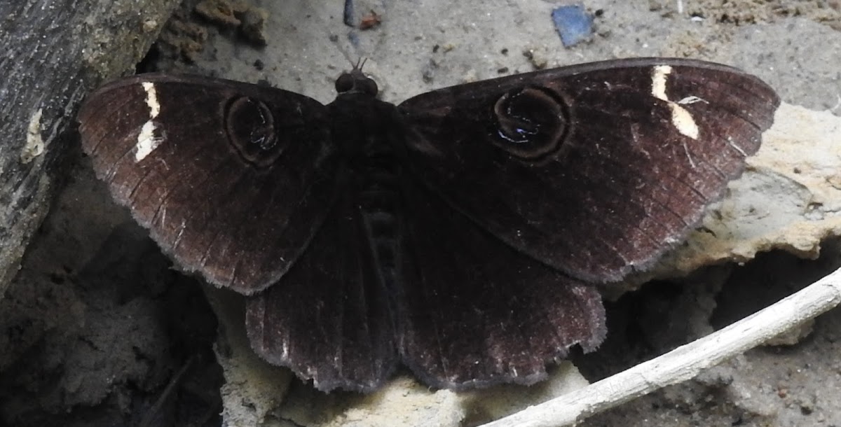 White bared owlet moth