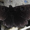 White bared owlet moth