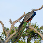 Indian Peafowl