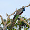 Indian Peafowl