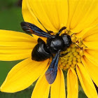Carpenter-mimic leafcutter bee
