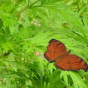 Brown Pansy