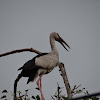 Asian openbill stork