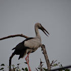 Asian openbill stork