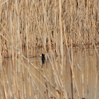 American Coot