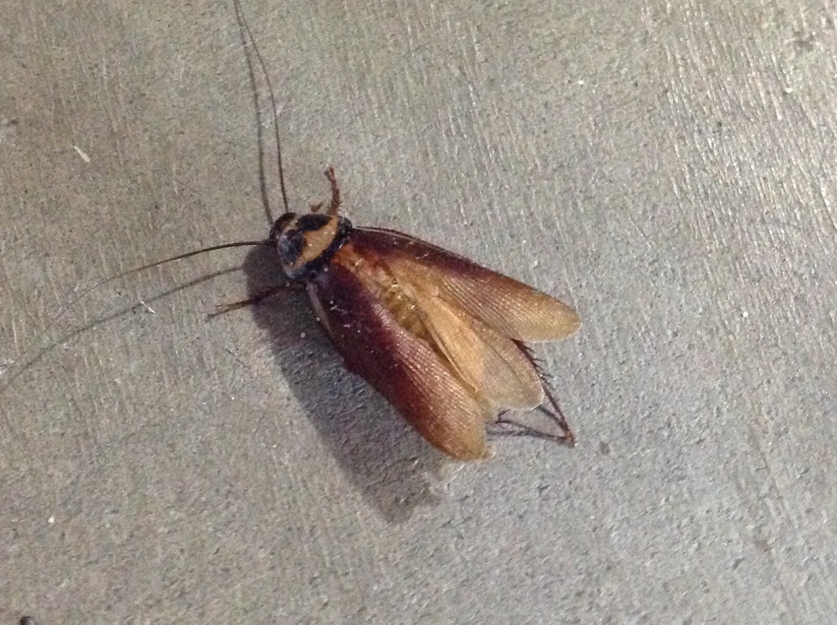 American Cockroach