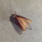 American Cockroach