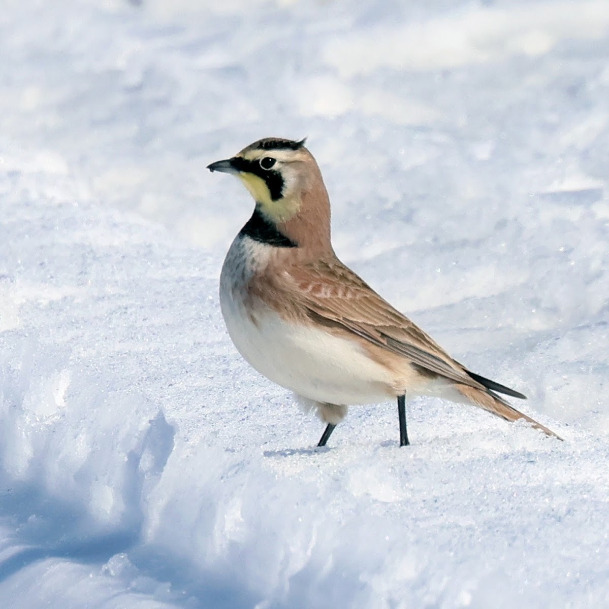 Horned Lark (Male)