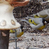 Lawrence's Goldfinch