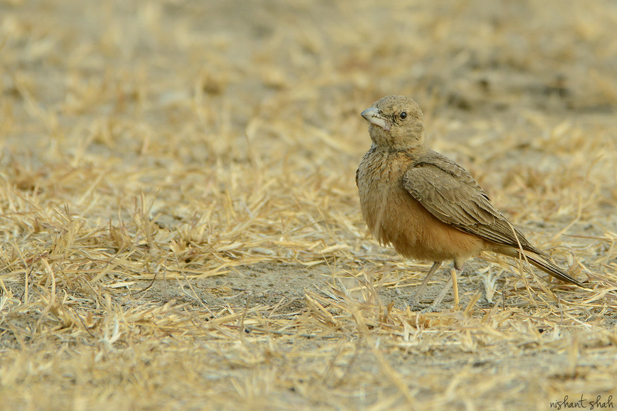 Rufous-tailed Lark