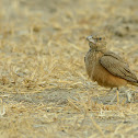 Rufous-tailed Lark