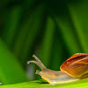 Garden snail (Cornu aspersum).