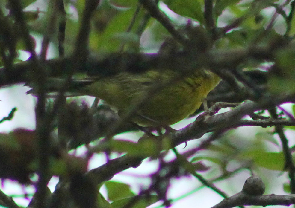 Prairie Warbler