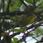 Prairie Warbler