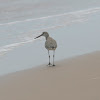 Willet