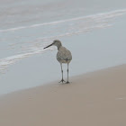 Willet