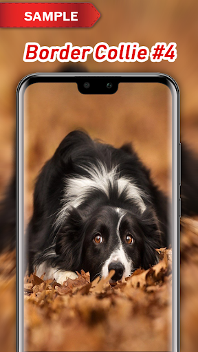 Border Collie Wallpapers