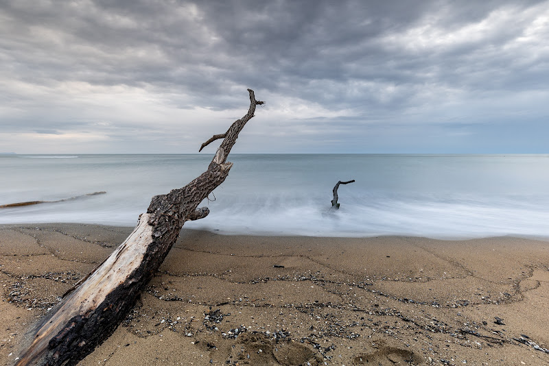 l'albero in spiaggia di lurick