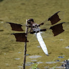 Common whitetail (male)