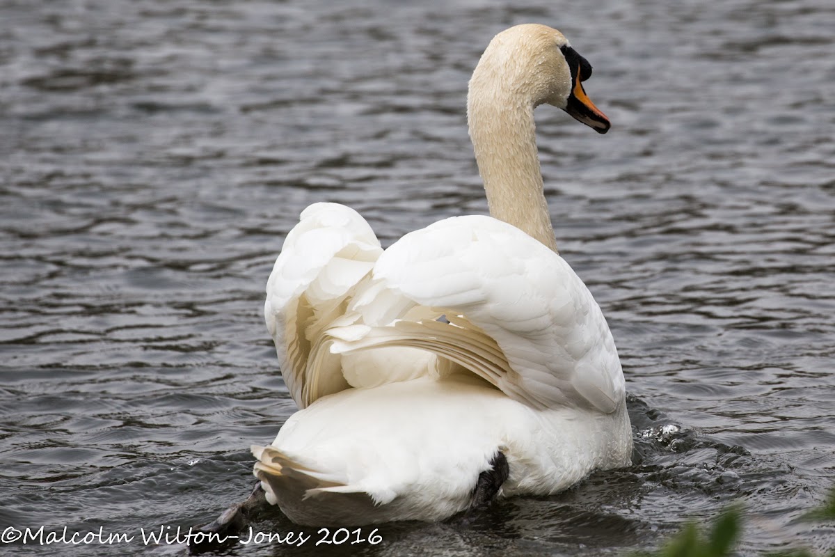 Mute Swan