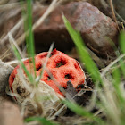 Basket Stinkhorn