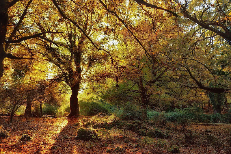 bosco di Mauro Riccioni