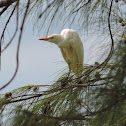 Cattle egret