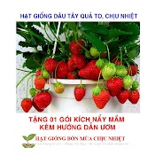 Gói 50 Hạt Giống Dâu Tây Đỏ Quả Siêu To Và Năng Suất Quả Siêu To Và Chịu Nhiệt F1 ( Freeship Toàn Quốc Đơn Từ 50K )