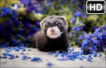 Ferret Wallpaper Ferrets NewTab freeaddon.com small promo image