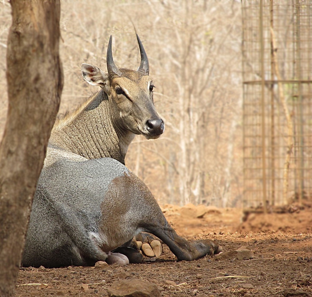 Nilgai / Blue Bull