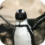 Cover Image of Скачать Penguin Wallpaper 1.0 APK