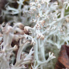 Reindeer Lichen