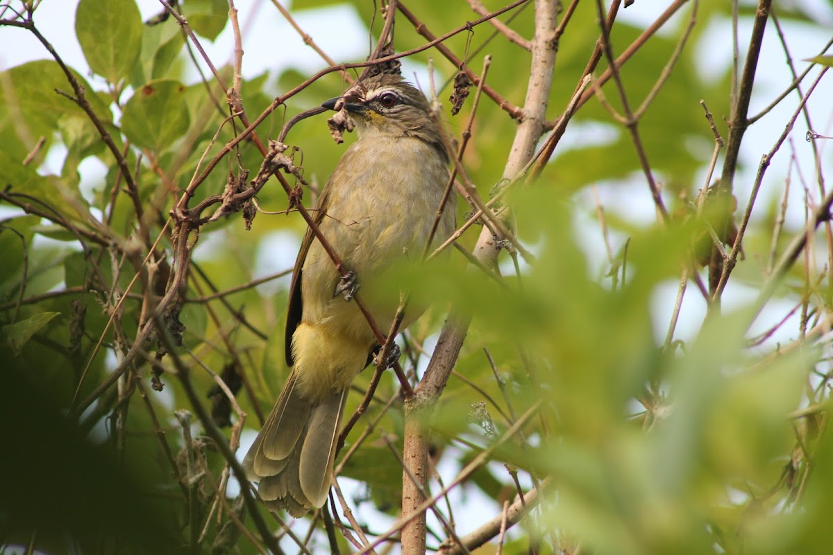 White-browed Bulbul