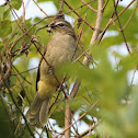 White-browed Bulbul