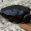 Eastern narrow-mouthed toad