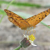 Common Leopard Butterfly