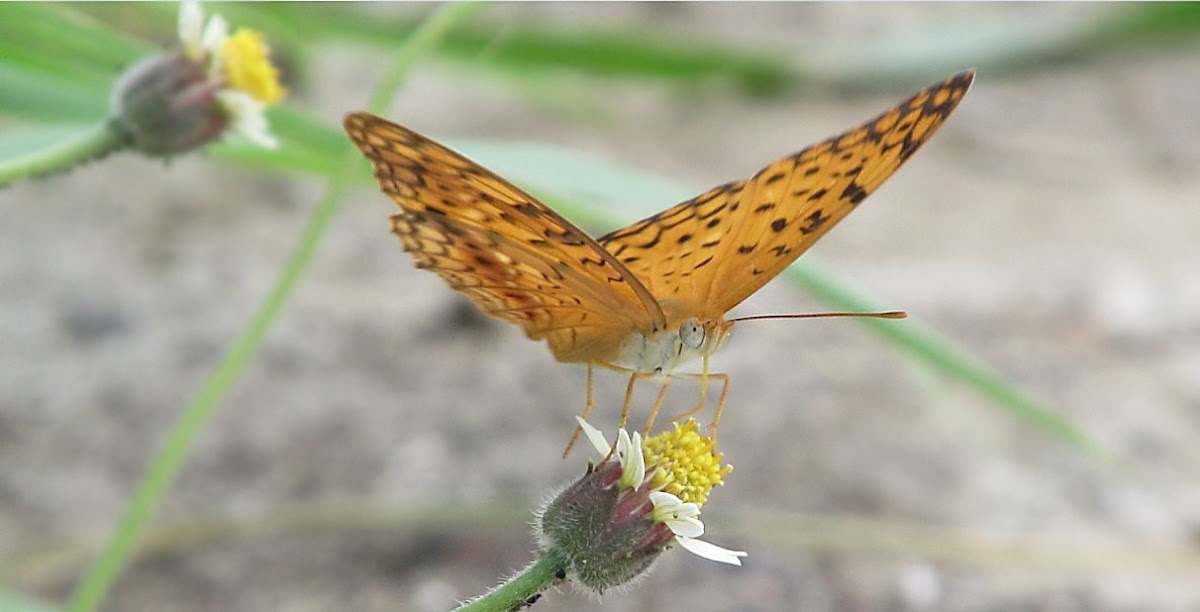 Common Leopard Butterfly