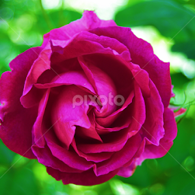 by Raja Sharma - Flowers Flower Gardens