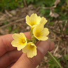 True Oxlip