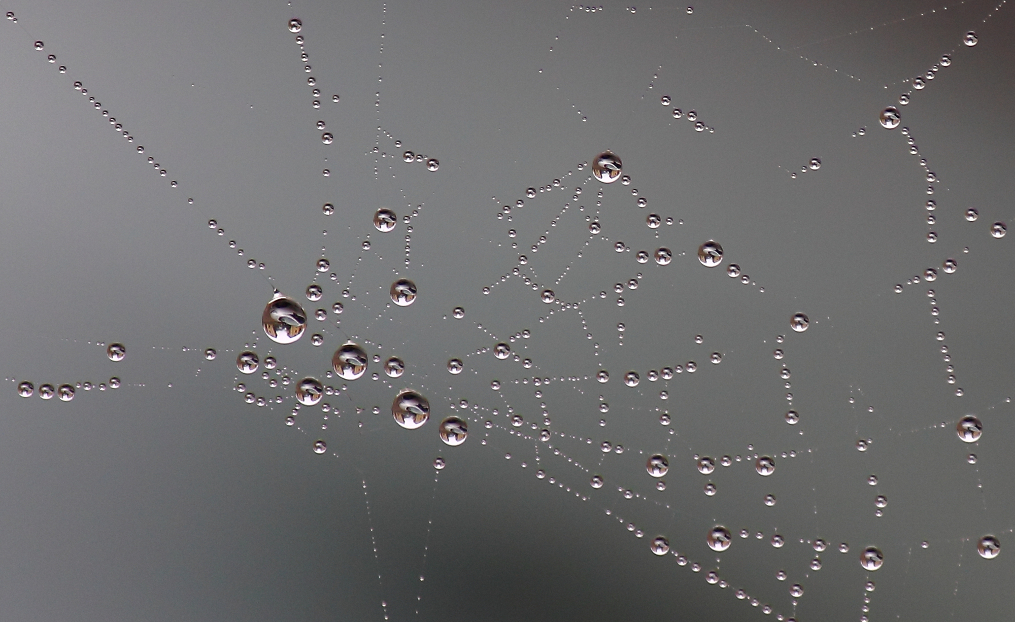 Macro Drops di Lela69