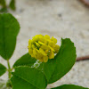 Black Medick